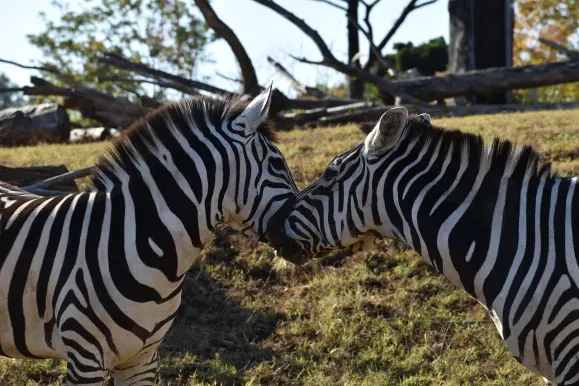 Casino Hot Line Tugi